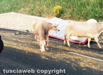 Camion carico di bovini si ribalta sulla A1