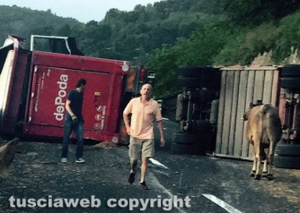 Camion carico di bovini si ribalta sulla A1