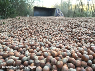 Camion si ribalta e perde le nocciole