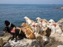 Cani-bagnino in azione