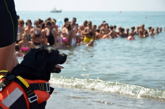 Cani-bagnino in azione