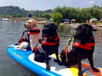 Cani-bagnino in azione