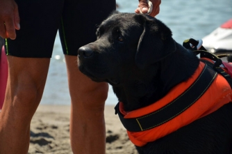 Cani-bagnino in azione