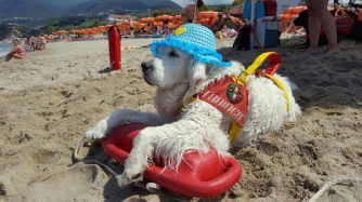 Cani-bagnino in azione