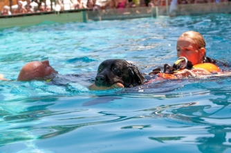 Cani-bagnino in azione