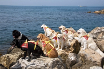 Cani-bagnino in azione