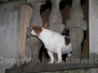 Cani da... Caffeina