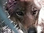 Cani da lupo cecoslovacchi - Il rientro nell'allevamento