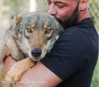 Armando Tiberi - I cani cecoslovacchi tornati all'allevamento