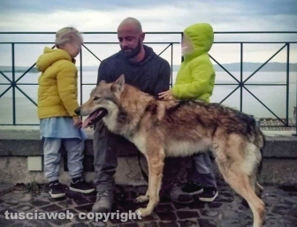 Armando Tiberi - I cani cecoslovacchi tornati all'allevamento