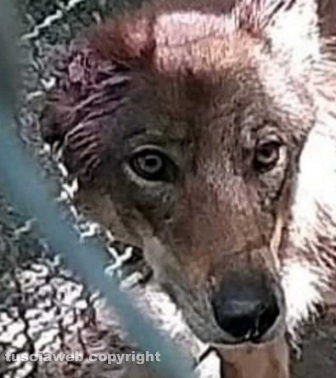 Armando Tiberi - Uno dei cani sequestrati