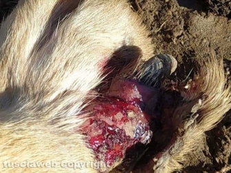 Armando Tiberi - Le lesioni riportate dai cani cecoslovacchi