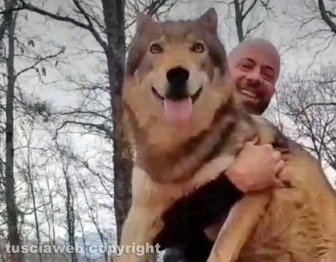 Armando Tiberi - I cani cecoslovacchi tornati all'allevamento