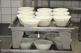 Viterbo - Caseificio Cioffi - La ricotta