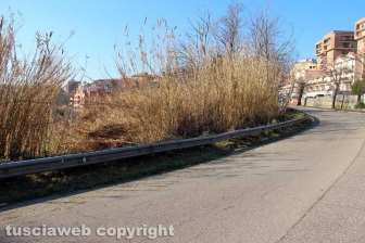 Cassia sud