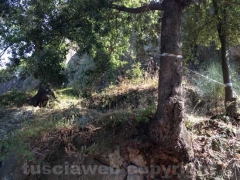 Castel d’Asso, fra rifiuti ed erbacce