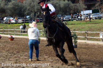 Cavalli a Natale