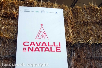 Cavalli a Natale