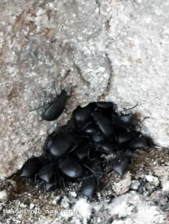 Viterbo - Guano e insetti a San Pellegrino