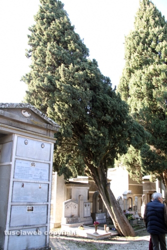 Tombe distrutte e alberi divelti