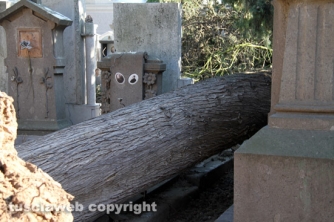 Tombe distrutte e alberi divelti