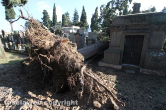 Tombe distrutte e alberi divelti