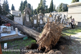Tombe distrutte e alberi divelti