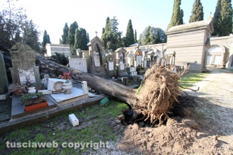 Tombe distrutte e alberi divelti