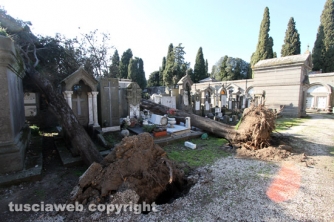 Tombe distrutte e alberi divelti