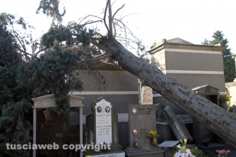 Tombe distrutte e alberi divelti