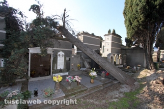 Tombe distrutte e alberi divelti
