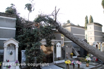 Tombe distrutte e alberi divelti