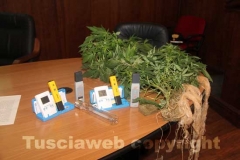 Le piante di marijuana e i termostati sequestrati