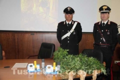 Le piante di marijuana e i termostati sequestrati