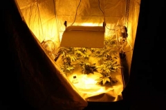 La serra con la piantagione