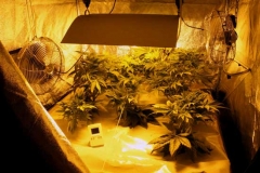 La piantagione scoperta