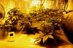 La piantagione scoperta