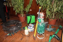 Coltivazione di canapa indiana sequestrata