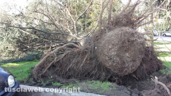 Viterbo - Albero caduto nel parco vicino a porta Romana