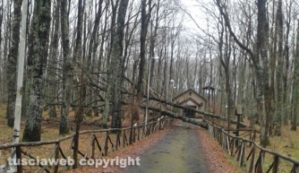 Maltempo - Vetralla - Bosco della Folgore - Alberi crollati