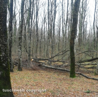 Maltempo - Vetralla - Bosco della Folgore - Alberi crollati