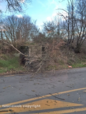 Maltempo - Albero caduto a Soriano nel Cimino - Foto Daniela Freddi