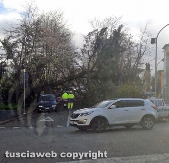 Viterbo - Albero crollato a via Vicenza