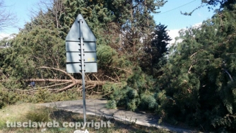 Maltempo - Viterbo - Cassia Sud un pino è crollato e ha interrotto il traffico
