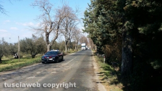 Maltempo - Viterbo - Cassia Sud un pino è crollato e ha interrotto il traffico