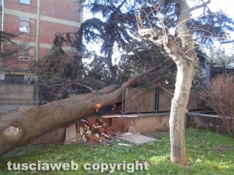 Viterbo - Albero crollato a via Villanova
