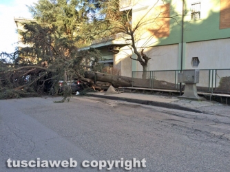 Viterbo - Albero crollato a via Villanova