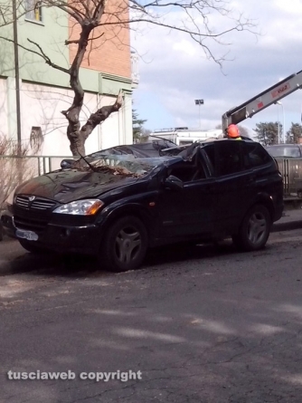 Viterbo - L\'auto finita sotto l\'albero in via Villanova