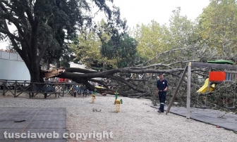 Vetralla - Albero caduto alla Villa