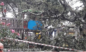 Vetralla - Albero caduto alla Villa